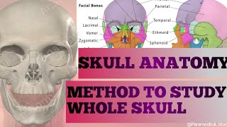 Skull anatomy Cranial facial and ear ossicles Study of whole skullanatomyskullosteology [upl. by Alessig808]