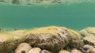 hike Kalamalka Lake  Oyama BC Canada underwater views nature relaxing calming meditative [upl. by Naloj]