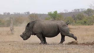 RHINO Bull marks his TERRITORY [upl. by Kerr]