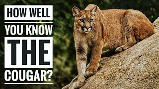 Cougar  Description Characteristics and Facts [upl. by Zilvia]