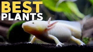 Planted Axolotl Tank FAQs 40g  6232019 [upl. by Dagney482]