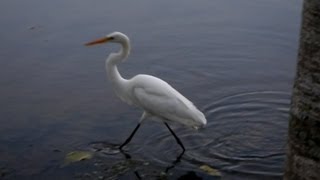 GARÇABRANCAGRANDE ARDEA ALBA CASMERODIUS ALBUS GREAT EGRET Mãe natureza [upl. by Aicena349]