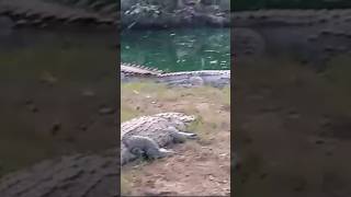 Crocodile 🐊 viralvideo ytshorts cuteanimals [upl. by Dorcy]