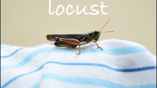 Locust Sound [upl. by Elaina970]