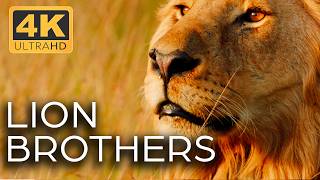 Lions Kings of the Savannah  Roar of the Wild Ep 1  4K UHD Documentary [upl. by Nnaaras166]