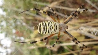 İri  sarı Zehirli örümcek  Argiope bruennichi [upl. by Stralka433]