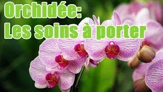 Quels soins apporter à une orchidée [upl. by Lenny]