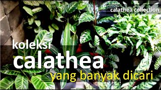 BANYAK DICARIKOLEKSI CALATHEA PRAYER PLANT  CALATHEA COLLECTION IN HUNT [upl. by Abramson]