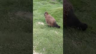 A barnevelder cross silkie broody hybrid [upl. by Nosam461]