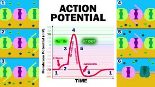 THE ACTION POTENTIAL [upl. by Wsan]