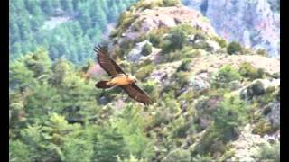 Birding In Spain  Lammergeier in flight [upl. by Nohtanhoj]