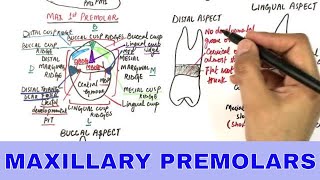 Anatomy of Maxillary Premolars  Tooth Morphology [upl. by Leisam]