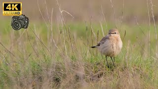 RARE VISITOR  ISABELLINE WHEATEAR  OENANTHE ISABELLINA  COLYFORD COMMON UK [upl. by Botti]