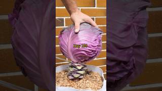 Growing Red Cabbage from Seed to Harvest [upl. by Yalc]