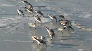 Sanderlings at Fort Desoto Park Pinellas County Florida [upl. by Ahcilef]