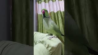 Dhanteras And Deepabali 🪔🎇 parrot funny cute comedy deewali dhantaras funnyparrot anuandsuji [upl. by Onilatac504]