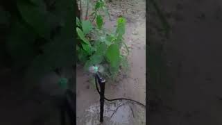 New micro sprinkler diy agriculture irrigation [upl. by Edmead863]