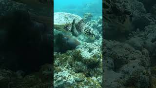 Biggest hawksbill ever fyp [upl. by Auj]