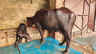 Two Buffaloes for Sale 2 ਮੱਝਾਂ ਵਿਕਾਊ [upl. by Lettie]