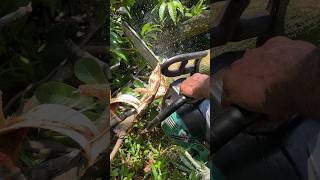 Mango Tree Branches Cutting Skills 🔥shorts treecutting viralvideo wood [upl. by Pavel]