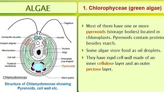 Characteristics features of Algae Full in tamil NEET [upl. by Nauqram661]