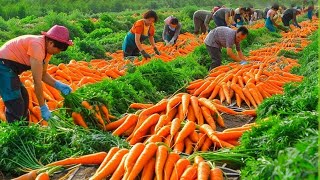 This is how Australian farmers produce 63 million tons of carrots [upl. by Jimmy]