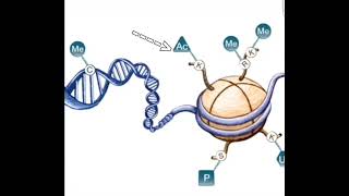 Histone is the core component of epigenetic [upl. by Sherl86]