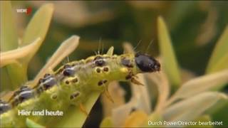 WDR 🐛 Die Buchsbaumretter verwenden Algenkalk gegen den Zünsler [upl. by Chalmers]