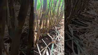 86032 sugarcane farming shetkari trending viralvideo [upl. by Nerta706]