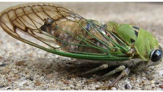 cicada sound  cicada scream  Giant Cicada  loud sound scream  the cicada  screaming cicada [upl. by Icnan818]