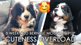 We got a PUPPY 🥰❤ 8 Weeks old Bernese Mountain Dog CUTENESS OVERLOAD [upl. by Oicnevuj]