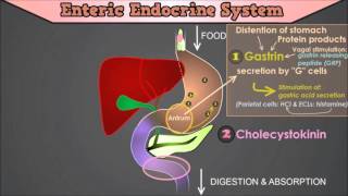 Control of the GI Tract The roles of Gastrin CCK Secretin Motilin and Gastric Inhibitory Peptide [upl. by Connelley]