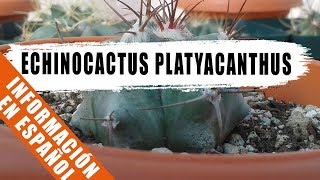 Echinocactus platyacanthus  Cactus de la semana  by Desert plants [upl. by Nottnerb]