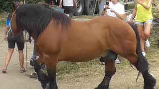 🏅Feria ganadera LLANOS DE PENAGOS 2023 [upl. by Olsen626]