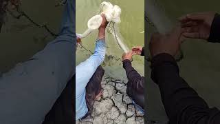 shrimp fishpond shrimp vannamei harvest cultivation [upl. by Prichard]