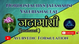 Jatamansi PlantजटामांसीDravyaguna Plantद्रव्यगुणNordostachys jatamansiBAMS 2nd Year [upl. by Ariaes]