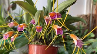 Masdevallia Confetti [upl. by Yrbua]