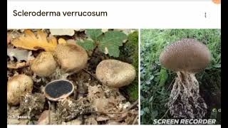 Scleroderma verrocosum [upl. by Kalbli]