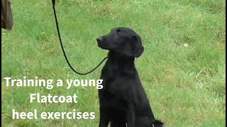 Training a Young FlatCoated Retriever heel exercises 🐾🎉 [upl. by Htrap612]