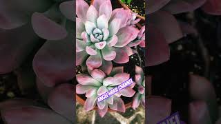 Opalina plants succulentangelharachannel succulentcollection plantita succulentjapangroup [upl. by Ainet29]