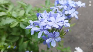 植物小知識20藍雪花（ Plumbago auriculata）盛開 [upl. by Niamjneb]