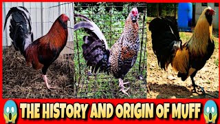 The history and origin of muff chicken [upl. by Ocirled]