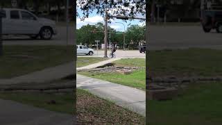 Alligator Strolls Toward Busy Intersection in Venice Florida [upl. by Sandie]