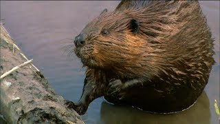 How Do Beavers Build Dams  Nature on PBS [upl. by Aleb33]