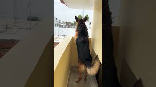 German Shepherd dog barking  gsd dog barking  dog barking  puppy barking  dog barking sound [upl. by Alahcim]