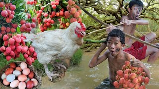 Survival in the rainforest  Find food encounter chicken large with fruit and eat delicious T1 [upl. by Baram]