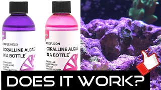 How to Grow Coralline Algae Accelerate Purple Algae Growth [upl. by Chaffee]