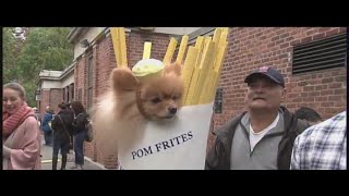 Annual dog Parade back in action at Tompkins Square Park [upl. by Arahk]