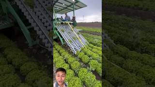 Smart machine harvests lettuce in the US sonlv harvest [upl. by Nonnahsal204]