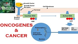 NEOPLASIA 2 HALLMARKS OF CANCER  Protooncogenes Oncogenes amp Oncoproteins [upl. by Dieterich]